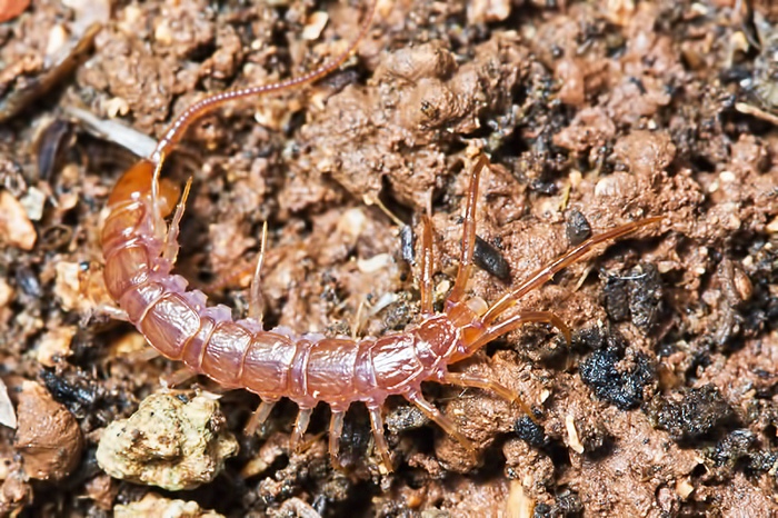 Scolopendra sp. ???